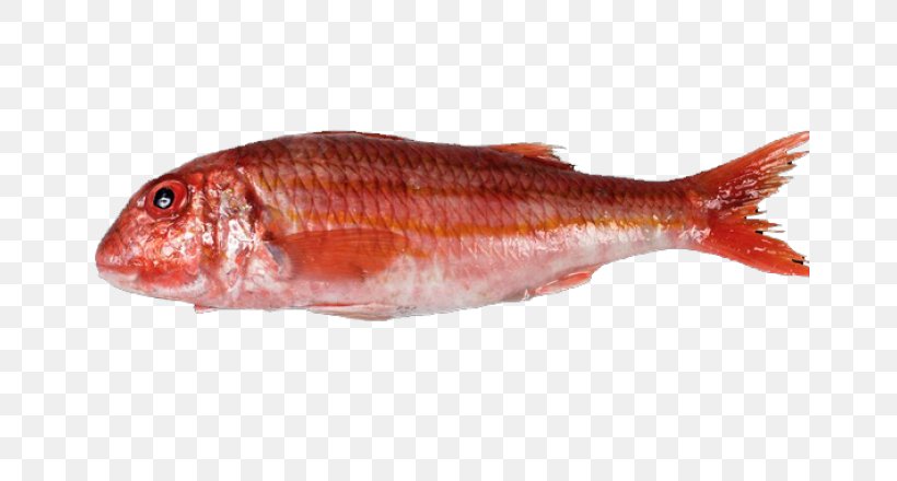 Northern Red Snapper Mullus Surmuletus Mullus Barbatus Oily Fish, PNG, 660x440px, Northern Red Snapper, Animal Source Foods, Atlantic Mackerel, Bony Fish, Chub Mackerel Download Free