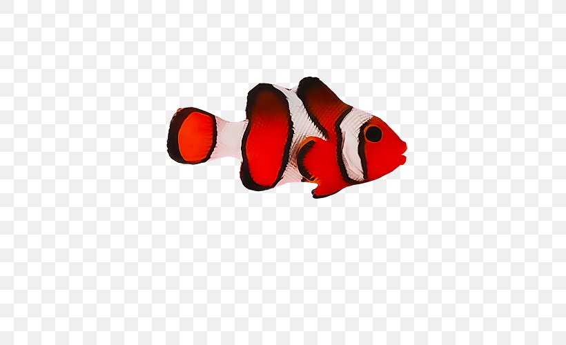 Red Fish, PNG, 500x500px, Red, Animation, Designer, Dried Fish, Fish Download Free