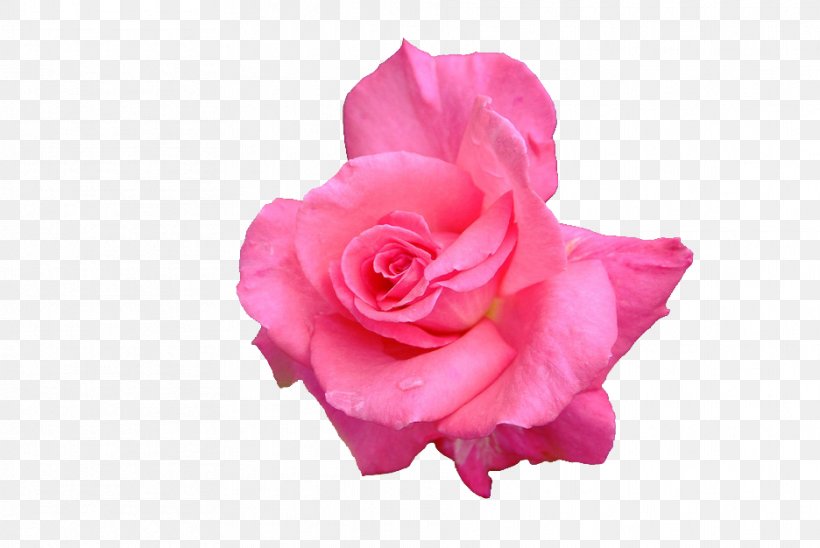 Garden Roses Cabbage Rose Floribunda Petal Cut Flowers, PNG, 936x626px, Garden Roses, Cabbage Rose, China Rose, Cut Flowers, Floribunda Download Free