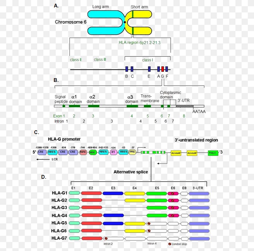 Human Leukocyte Antigen HLA-G MHC Class I Gene, PNG, 650x809px, Human Leukocyte Antigen, Adaptive Immune System, Antibody, Antigen, Area Download Free