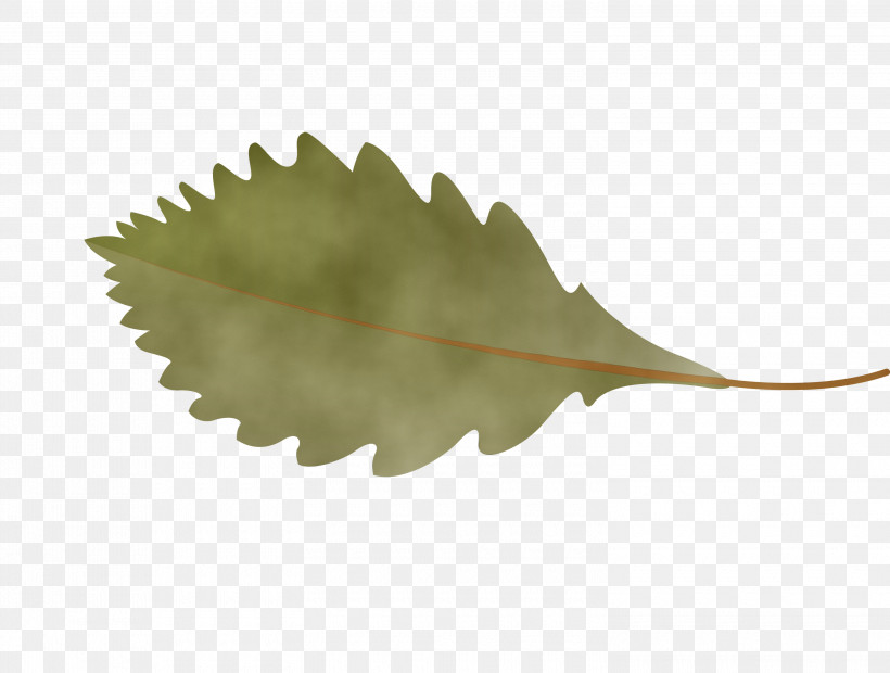 Leaf Plants Biology Science Plant Structure, PNG, 3000x2270px, Autumn Leaf, Biology, Cartoon Leaf, Fall Leaf, Leaf Download Free