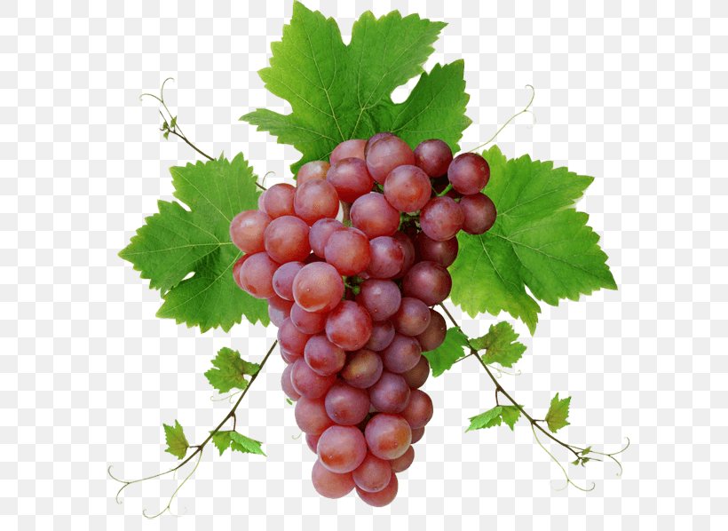 Red Wine Shiraz Grape, PNG, 600x598px, Common Grape Vine, Berry, Food, Fruit, Grape Download Free