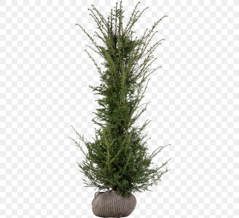 Spruce English Yew Fir Pine Larch, PNG, 359x750px, Spruce, Christmas, Christmas Decoration, Christmas Tree, Conifer Download Free