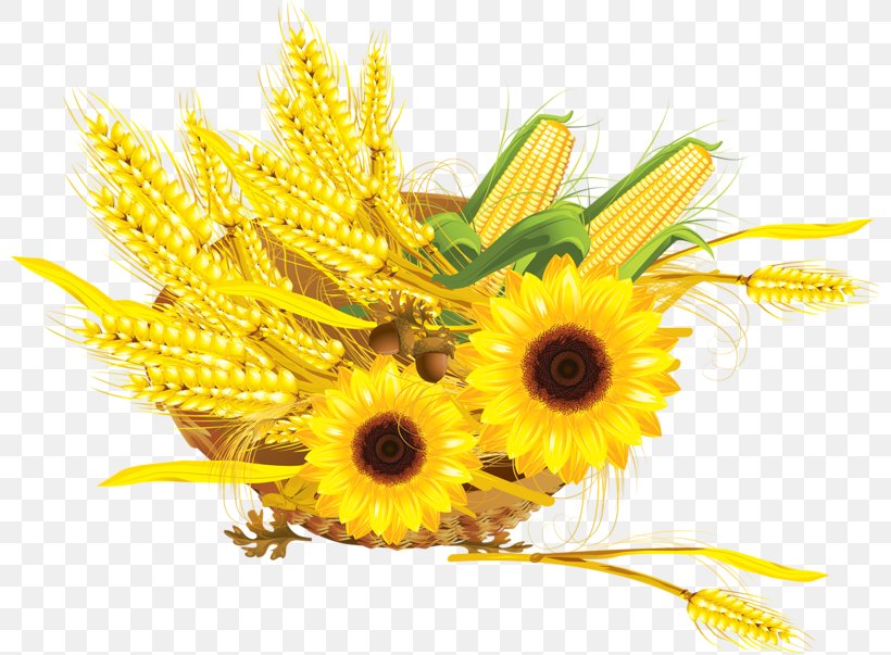Common Sunflower Wheat Maize Sunflower Seed, PNG, 800x603px, Common Sunflower, Cereal, Crop, Cut Flowers, Daisy Family Download Free
