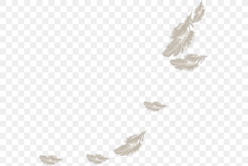 Feather White, PNG, 561x550px, Feather, Cartoon, Down Feather, Feathered Dinosaur, White Download Free