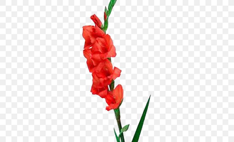 Gladiolus Birth Flower Cut Flowers Red, PNG, 500x500px, Gladiolus, Birth Flower, Bulb, Cut Flowers, Flower Download Free