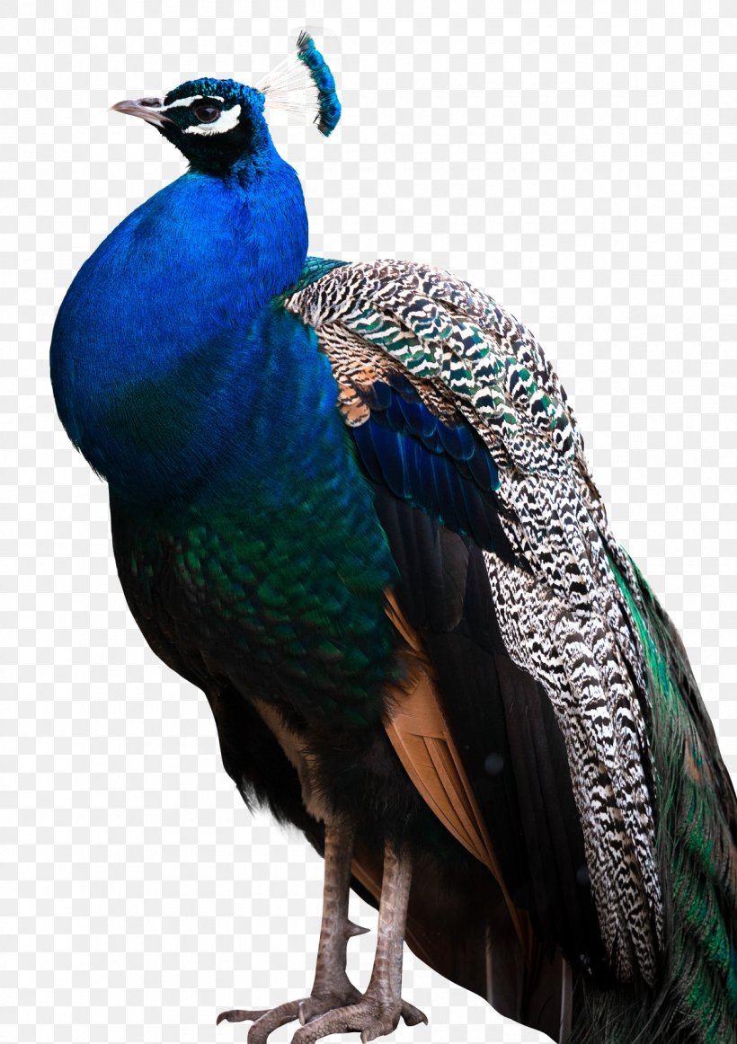 Peafowl Bird, PNG, 1200x1701px, Peafowl, Asiatic Peafowl, Beak, Bird, Digital Image Download Free