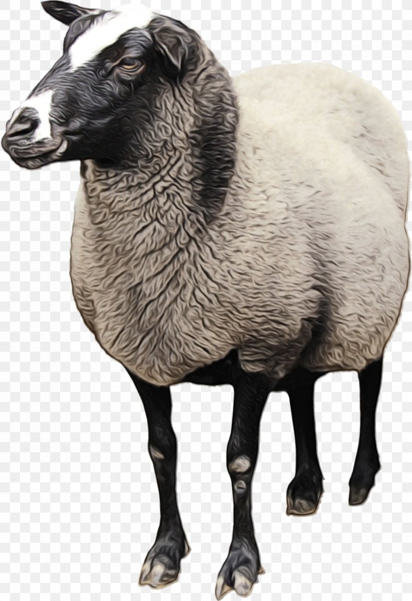 Sheep Goat Clip Art Transparency Cattle, PNG, 877x1280px, Sheep, Animal Figure, Bovidae, Cattle, Cowgoat Family Download Free