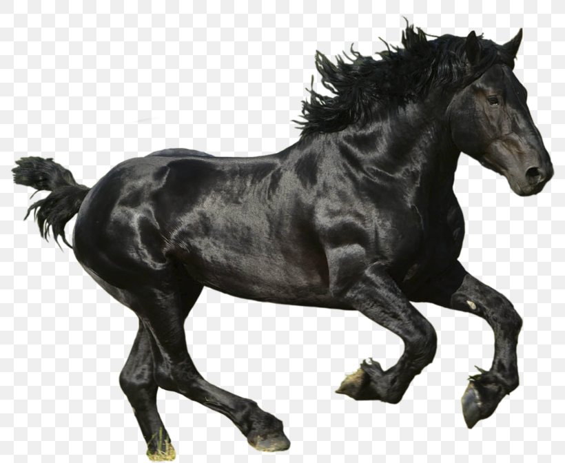 American Paint Horse Mustang Thoroughbred, PNG, 800x672px, Mustang, American Paint Horse, Animal, Black, Horse Download Free