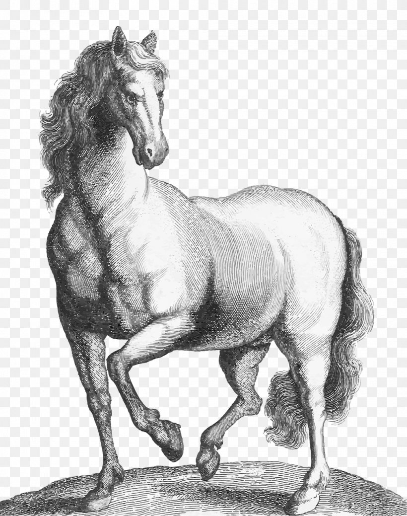 Mustang Stallion Pony Etching Animal, PNG, 1010x1280px, Mustang, Animal, Art, Black And White, Bridle Download Free