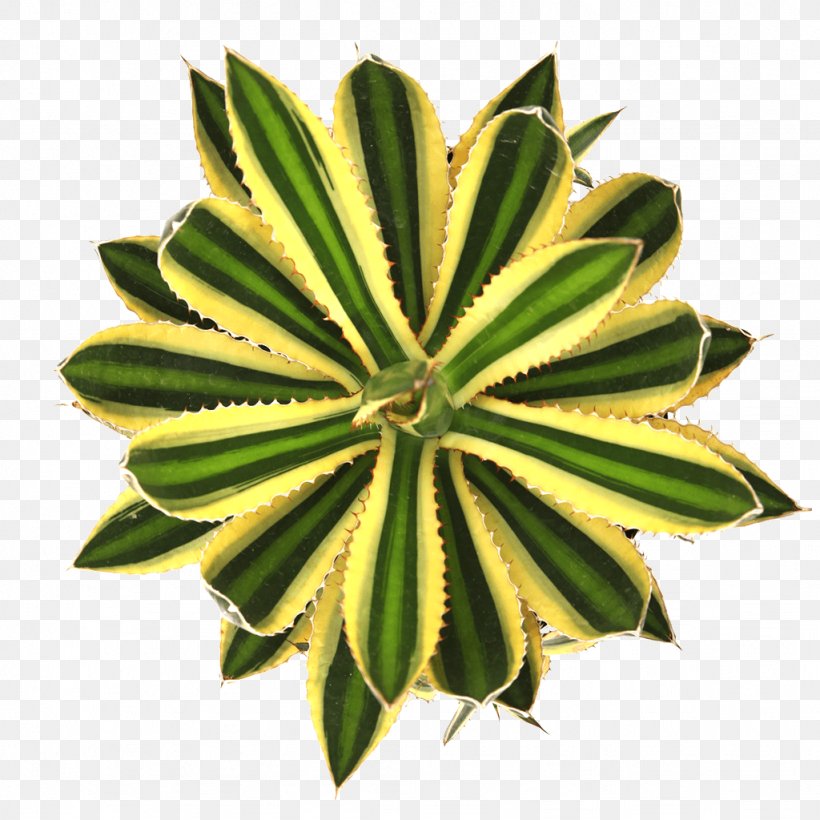 Succulent Plant Leaf Agave Stencil, PNG, 1024x1024px, Succulent Plant, Agave, Airbrush, Cactaceae, Cactus Download Free