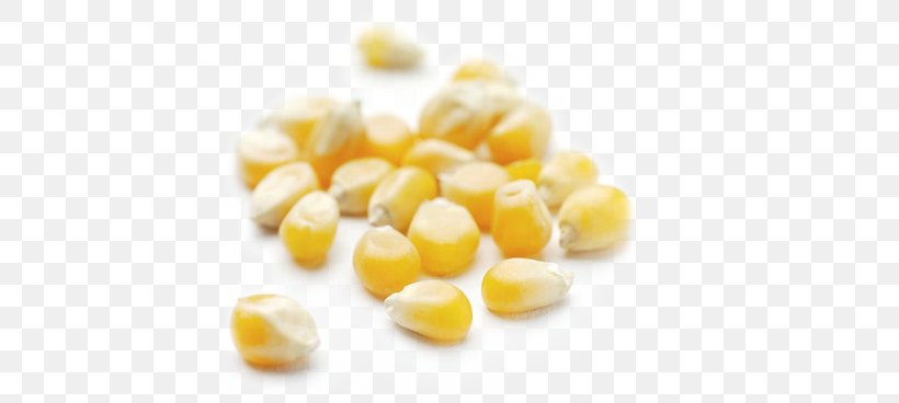 Corn On The Cob Popcorn Maize VRT D.o.o. Cereal, PNG, 550x368px, Corn On The Cob, Cereal, Coffee Roasting, Commodity, Corn Kernels Download Free