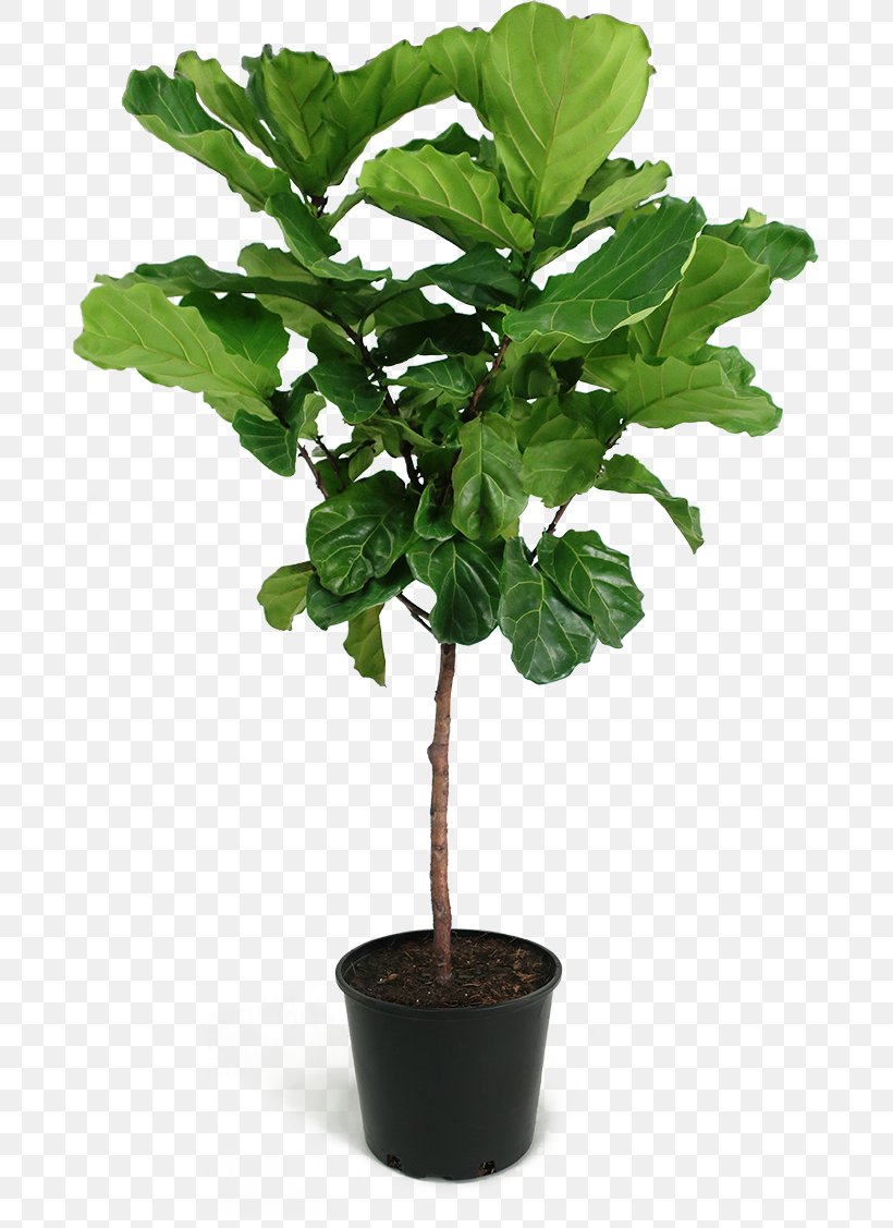 Fiddle-leaf Fig Weeping Fig Common Fig Chinese Sweet Plum Houseplant, PNG, 700x1127px, Fiddleleaf Fig, Branch, Chinese Sweet Plum, Common Fig, Fig Leaf Download Free