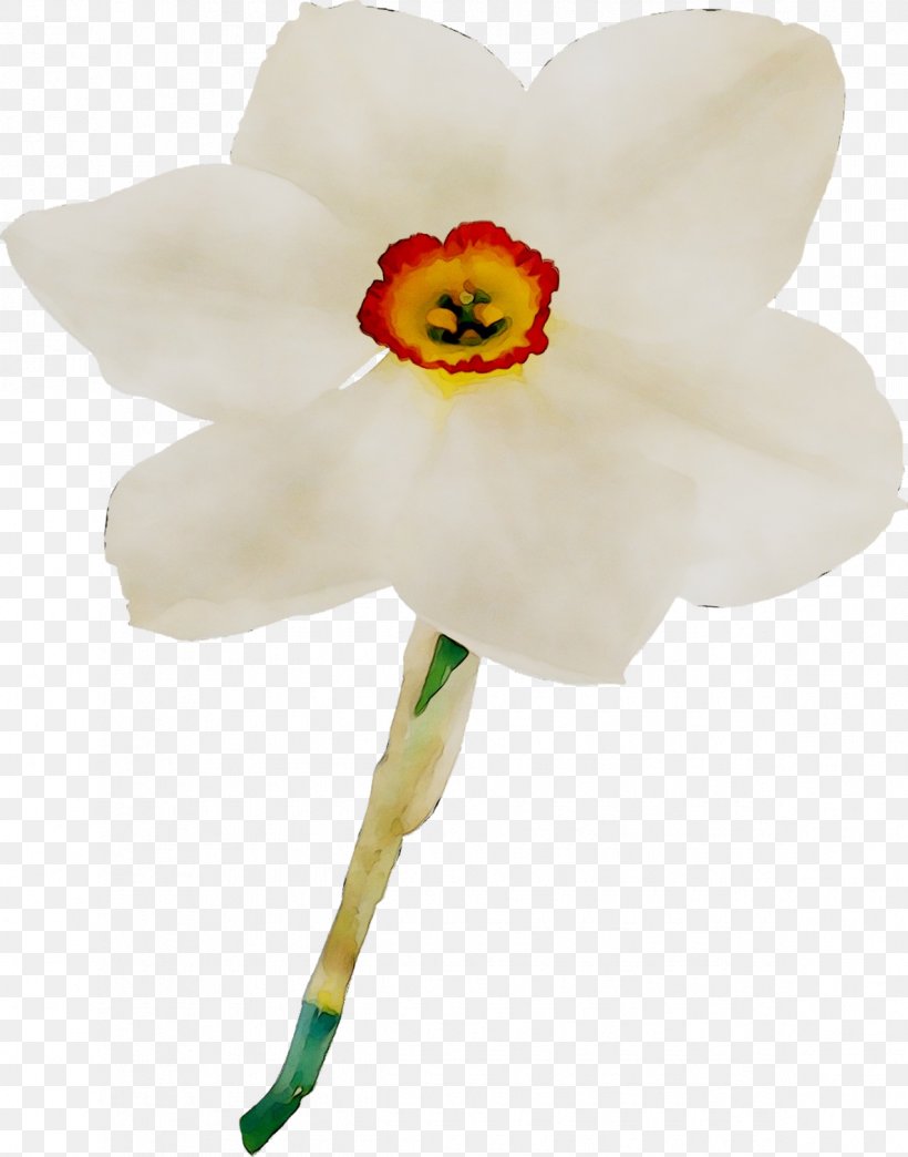 Moth Orchids Cut Flowers Plant Stem Narcissus, PNG, 1185x1509px, Moth Orchids, Amaryllis Family, Cut Flowers, Flower, Flowering Plant Download Free