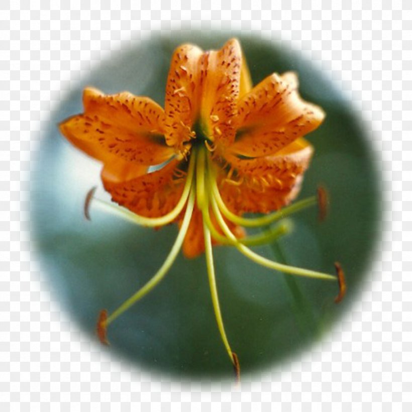 Orange Lily Nape Himalayas Human Body Herboristerie Plaisir Santé, PNG, 833x833px, Orange Lily, Elixir, Flora, Flower, Flowering Plant Download Free