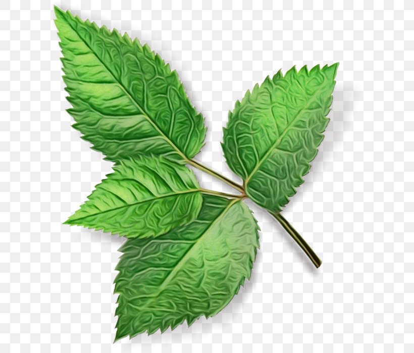 Leaf Plant Flower Slippery Elm Tree, PNG, 621x699px, Watercolor, Flower, Leaf, Nettle Family, Paint Download Free