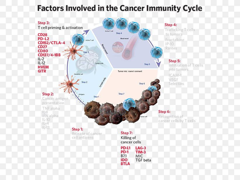 Cancer Immunology Immune System Immune Checkpoint Immune Cycle, PNG, 592x617px, Cancer, Bead, Cancer Immunology, Cancer Immunotherapy, Checkpoint Inhibitor Download Free