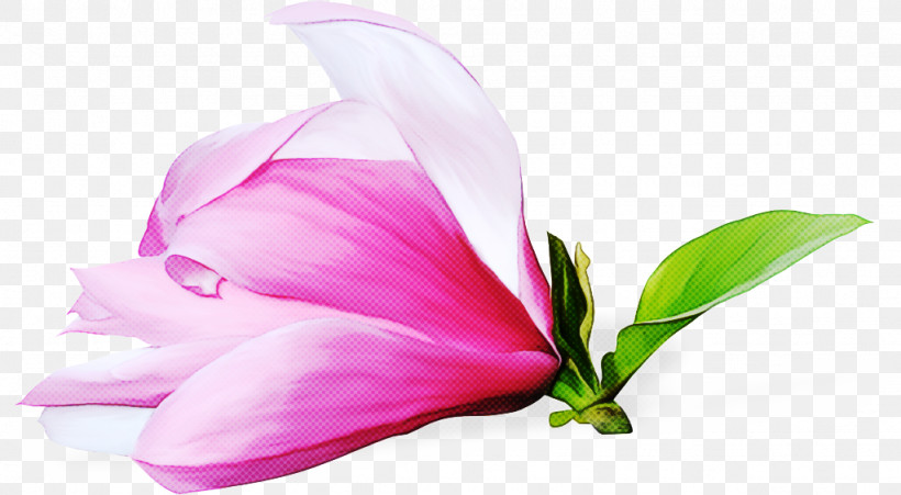 Cut Flowers Flower Petal Close-up Plants, PNG, 1024x564px, Cut Flowers, Biology, Closeup, Flower, Petal Download Free