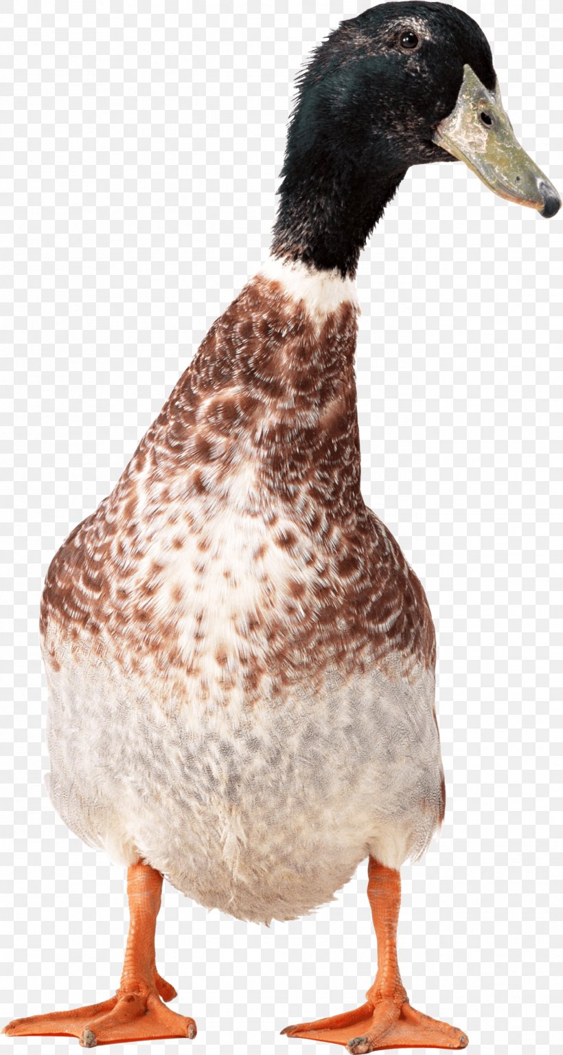 Duck American Pekin Goose, PNG, 1371x2568px, Duck, Beak, Bird, Ducks Geese And Swans, Fauna Download Free