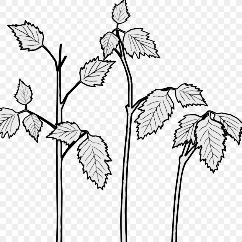 Flower Line Art, PNG, 1000x1000px, Floral Design, Blackandwhite, Branch, Coloring Book, Drawing Download Free