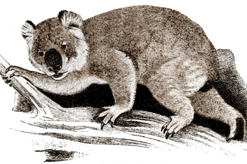 Giant Koala Wombat Marsupial Riversleigh Rainforest Koala, PNG, 1500x1000px, Koala, Animal, Beaver, Carnivoran, Common Wombat Download Free