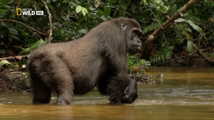 Western Gorilla Primate King Kong Baboons Wildlife, PNG, 1280x720px, Western Gorilla, Animal, Ape, Baboons, Bear Download Free