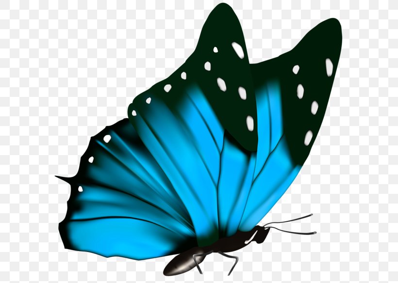 Butterfly Green Greta Oto Clip Art, PNG, 600x584px, Butterfly, Arthropod, Brush Footed Butterfly, Butterflies And Moths, Color Download Free