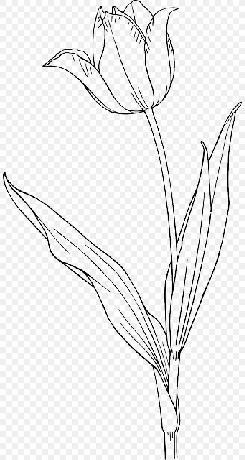 Clip Art Vector Graphics Tulip Openclipart Free Content, PNG, 800x1537px, Tulip, Botany, Drawing, Elymus Repens, Flat Design Download Free