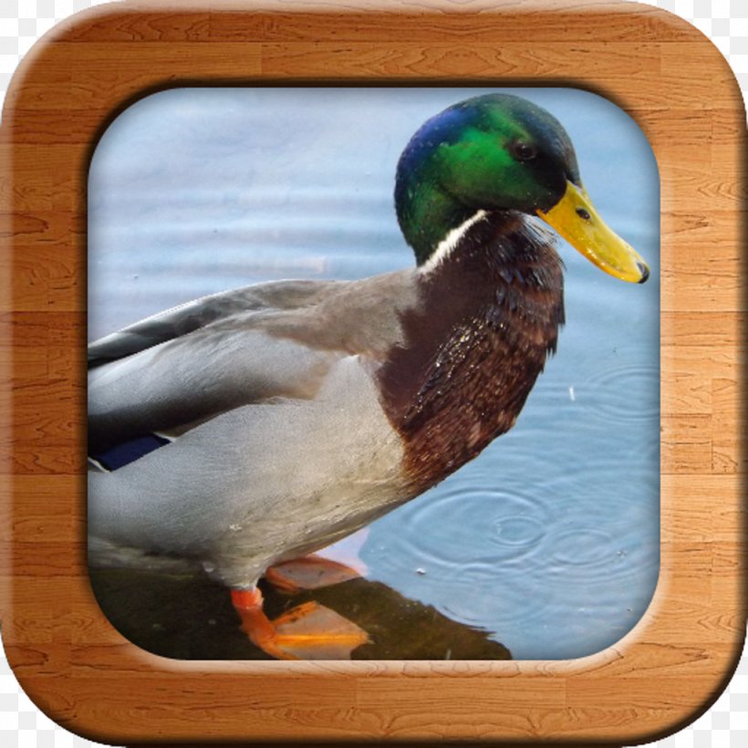 Domestic Duck Bird Cygnini Photography, PNG, 1024x1024px, Duck, Anas, Beak, Bird, Blue Download Free
