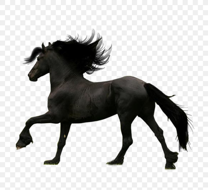 Friesian Horse, PNG, 750x750px, Friesian Horse, Art, Black And White, Bridle, Colt Download Free