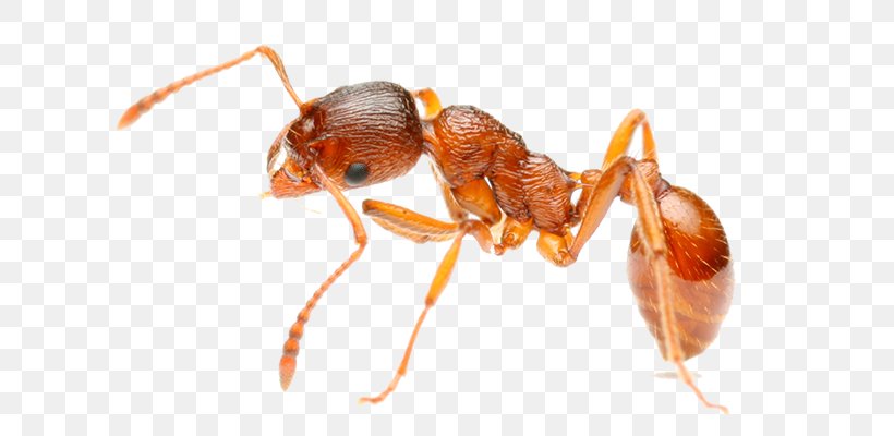 Red Imported Fire Ant Insect Pest Control, PNG, 700x400px, Ant, Amdro, Animal Bite, Ant Colony, Arthropod Download Free