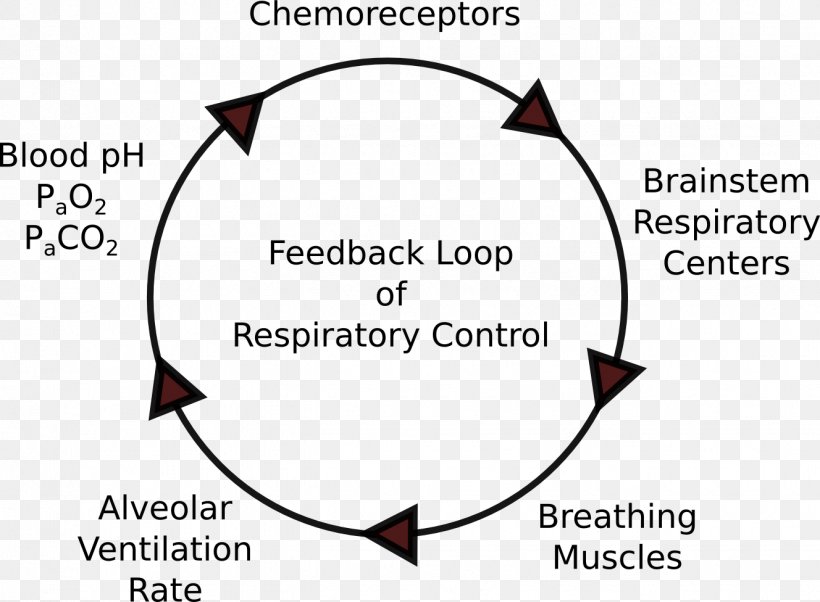 Respiratory System Respiration Negative Feedback Control Of Ventilation, PNG, 1328x976px, Watercolor, Cartoon, Flower, Frame, Heart Download Free