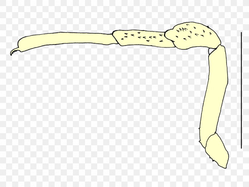 Beak Reptile Clip Art, PNG, 1000x754px, Beak, Arm, Hand, Joint, Neck Download Free