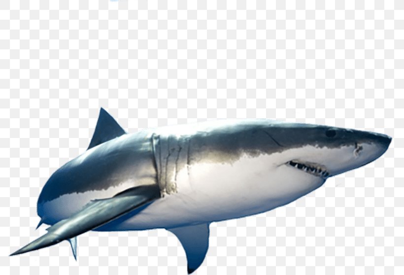 Great White Shark Isurus Oxyrinchus Tiger Shark, PNG, 800x558px, Shark, Animal, Blue Shark, Carcharhinus Amblyrhynchos, Carcharodon Download Free