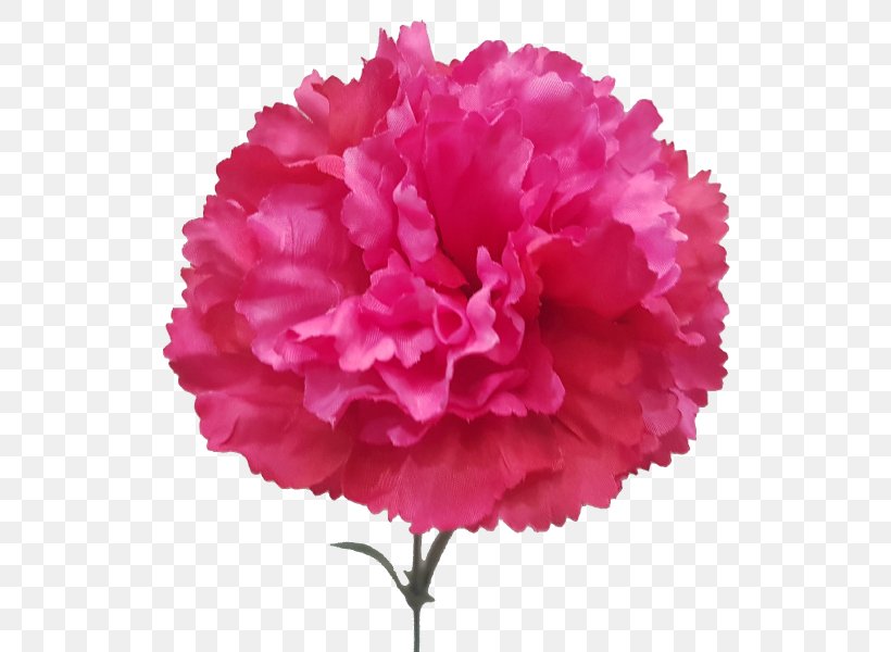 Carnation Cut Flowers Artificial Flower Plant, PNG, 800x600px, Carnation, Artificial Flower, Cut Flowers, Dianthus, Flower Download Free