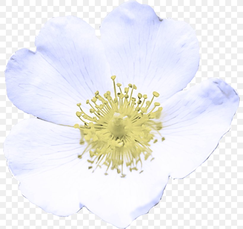 Flower Petal White Plant Rosa Rubiginosa, PNG, 800x771px, Flower, Anemone, Petal, Plant, Rosa Canina Download Free