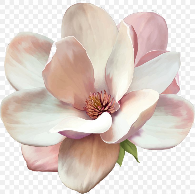 Magnolia Flower Drawing Stock Photography, PNG, 1000x999px, Magnolia