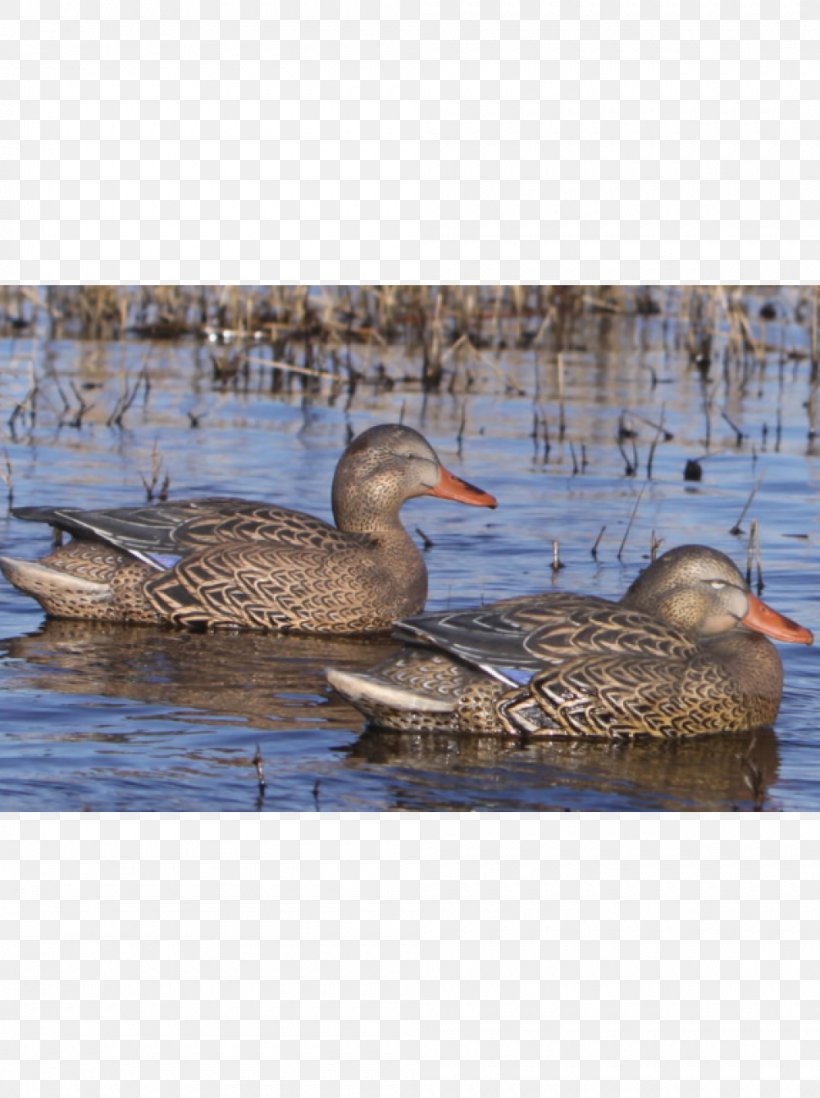 Mallard Seaducks Goose Teal, PNG, 1000x1340px, Mallard, Beak, Bird, Decoy, Duck Download Free