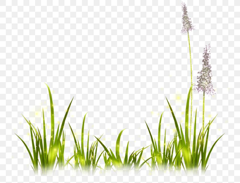 Image Clip Art Lavender Painting, PNG, 800x624px, Lavender, Blog, Centerblog, Commodity, Grass Download Free