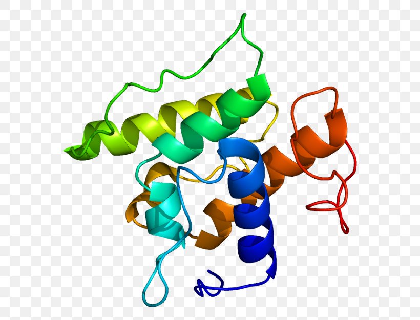 Transgelin Actin Protein Myosin Myofilament, PNG, 624x625px, Actin, Actinbinding Protein, Animal Figure, Artwork, Cell Download Free