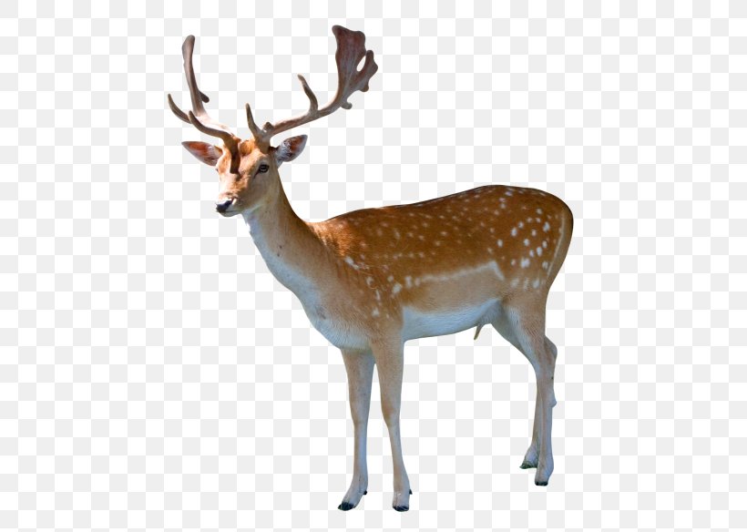 White-tailed Deer Clip Art, PNG, 500x584px, Deer, Animal, Antler, Barasingha, Fauna Download Free