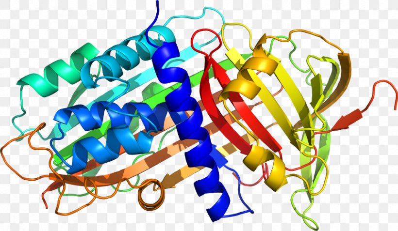 Alpha-1-proteinase Inhibitor Alpha 1-antitrypsin Deficiency Protein Structure Neutrophil Elastase, PNG, 858x500px, Watercolor, Cartoon, Flower, Frame, Heart Download Free