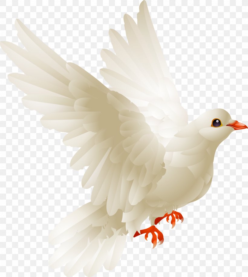 Bird Chicken Columbidae Galliformes Domestic Pigeon, PNG, 1789x2000px, Bird, Beak, Chicken, Chicken Meat, Columbidae Download Free