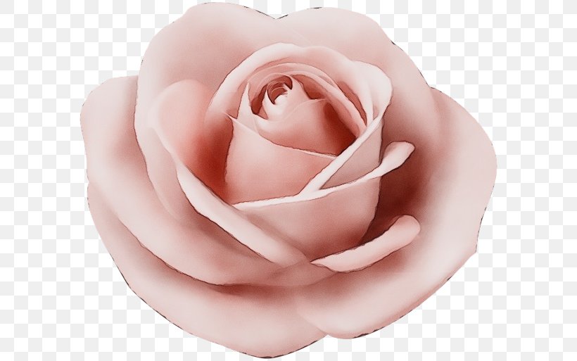 Garden Roses, PNG, 600x513px, Watercolor, Floribunda, Flower, Garden Roses, Hybrid Tea Rose Download Free