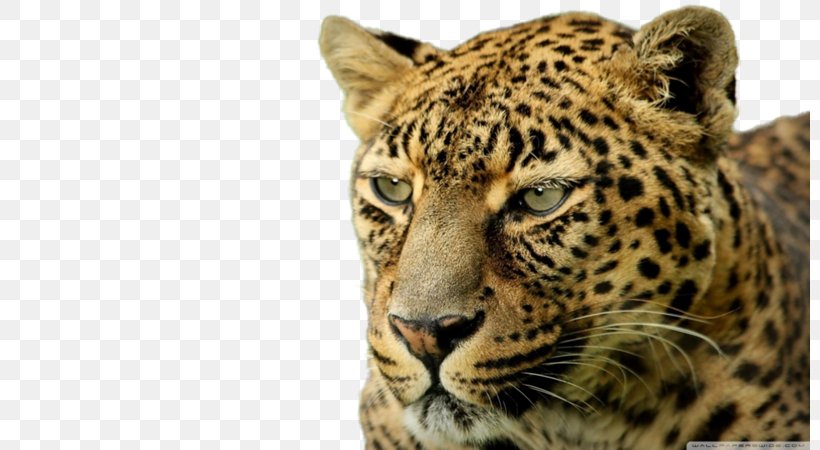 Leopard Desktop Wallpaper Felidae High-definition Television 4K Resolution, PNG, 800x450px, 4k Resolution, 8k Resolution, Leopard, Animal, Big Cats Download Free