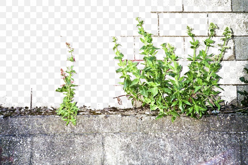 Stones, Walls, And Green Grass, PNG, 1144x763px, Stone Wall, Brick, Fence, Flowerpot, Garden Download Free