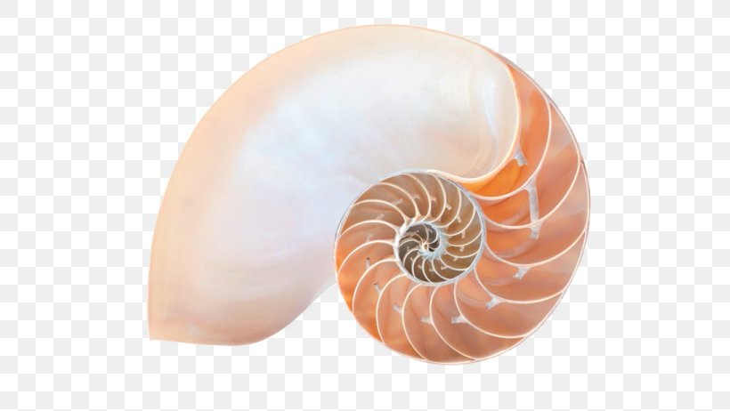 Chambered Nautilus Ageless Soul: The Lifelong Journey Toward Meaning And Joy Stock Photography Royalty-free, PNG, 692x462px, Chambered Nautilus, Alamy, Depositphotos, Invertebrate, Marine Invertebrates Download Free