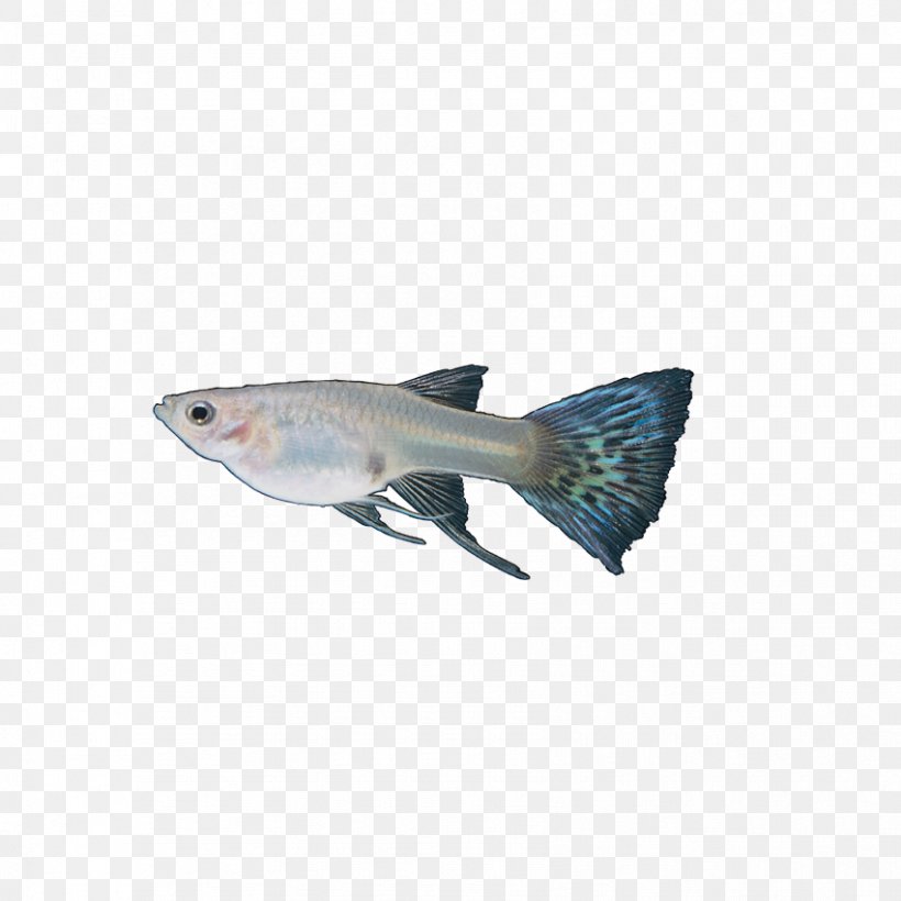 Guppy Tail Blue Fish Red, PNG, 851x851px, Guppy, Aquarium, Black, Blue, Color Download Free