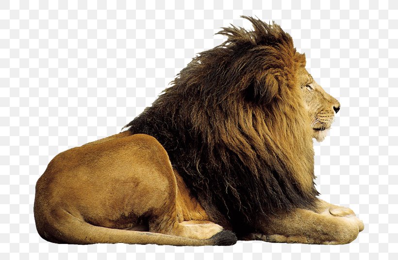 Lion Computer File, PNG, 760x535px, Lion, Archive File, Big Cats, Carnivoran, Cat Like Mammal Download Free