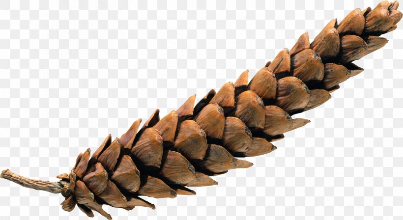 Pine Spruce Conifer Cone, PNG, 3542x1939px, Pine, Chemical Element, Computer Software, Conifer Cone, Paintshop Pro Download Free